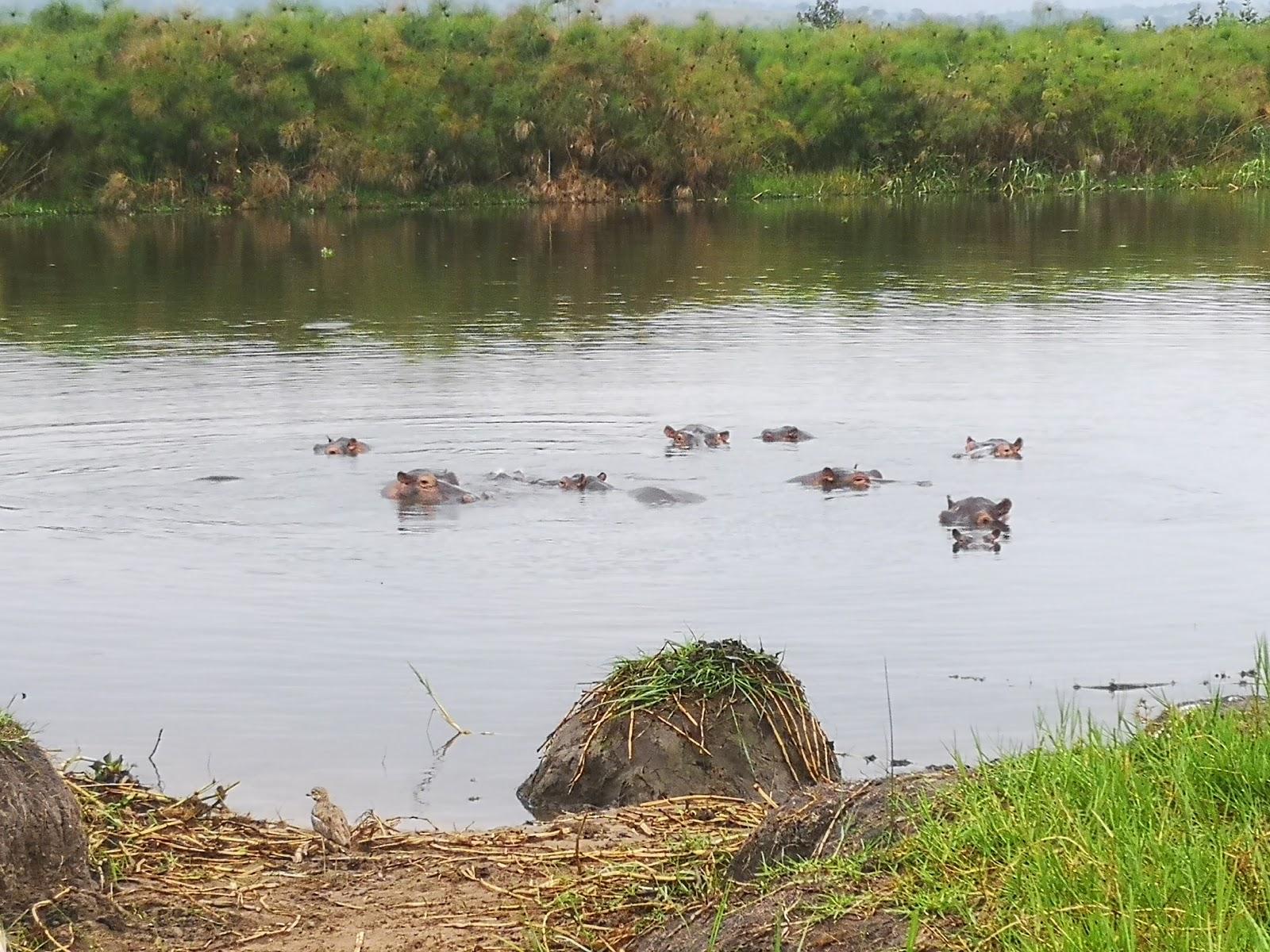 Sandee - Lake Rwanyakizinga