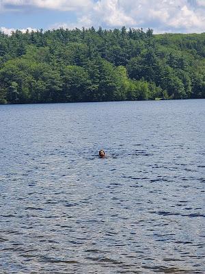 Sandee - Shattuck Public Beach