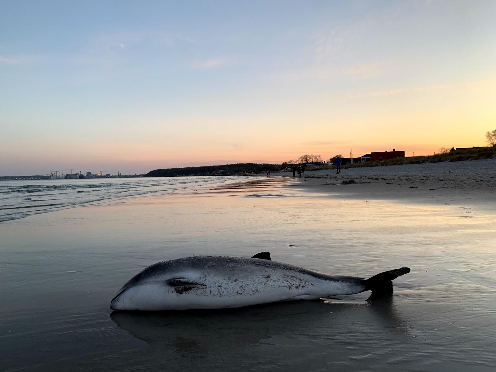 Sandee Strandborgvej Strand