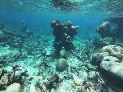 Sandee - Buck Island National Park