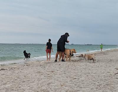 Sandee - Fort Desoto Dog Park Beach