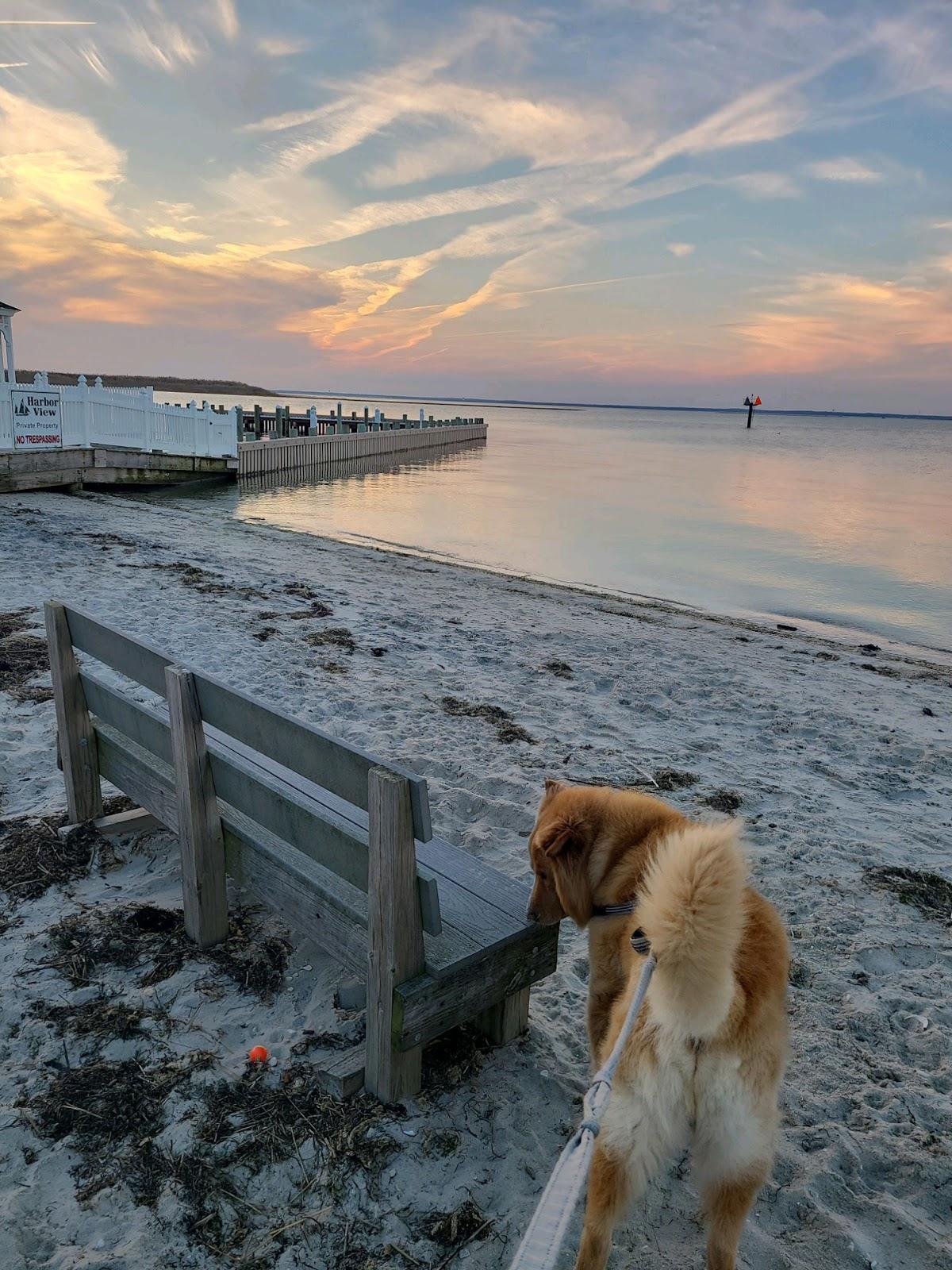 Sandee - Beach Haven Doggy Bay