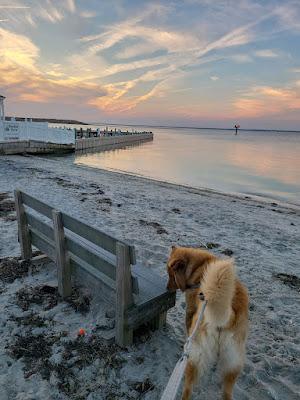 Sandee - Beach Haven Doggy Bay