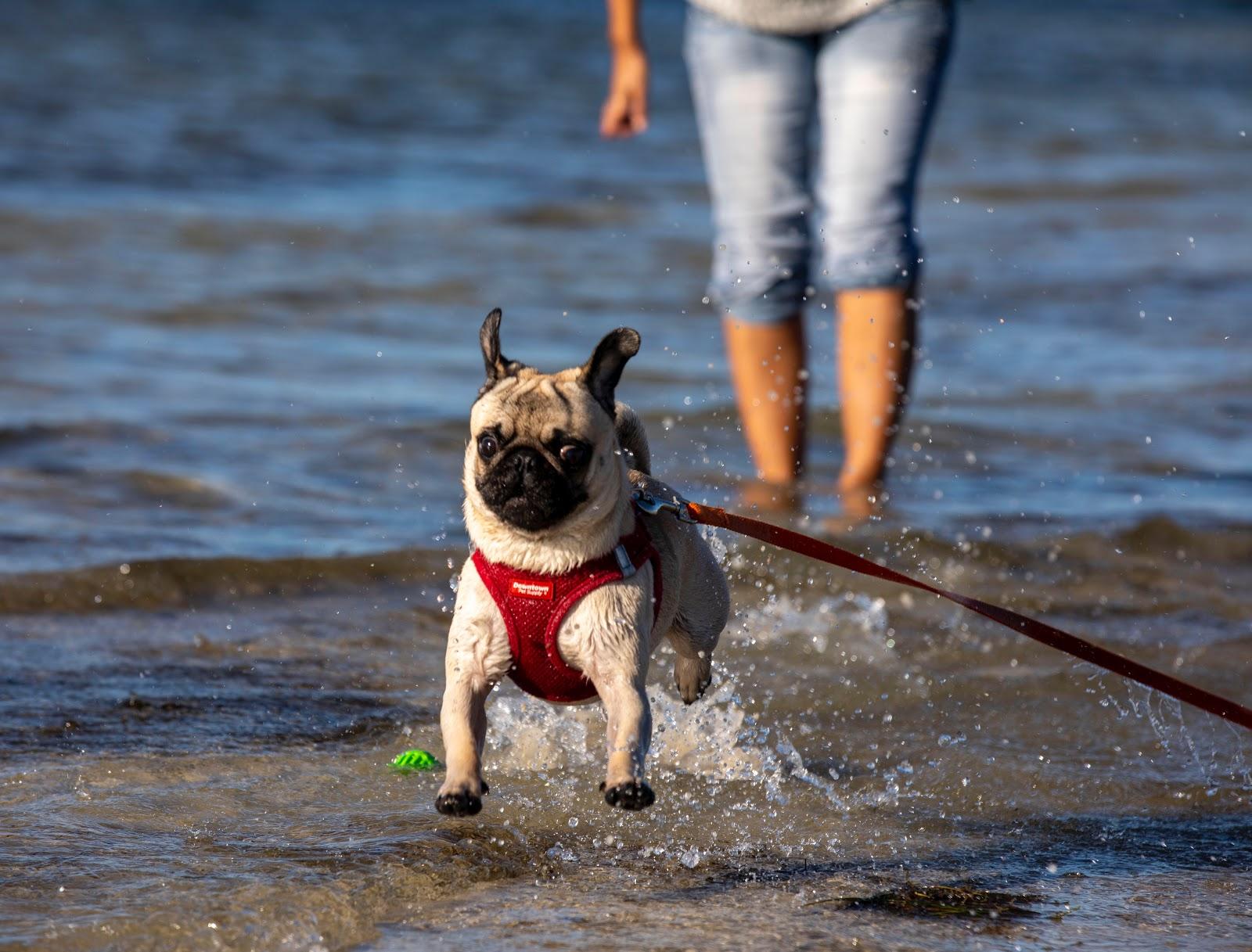 Sandee - Davis Island Dog Beach