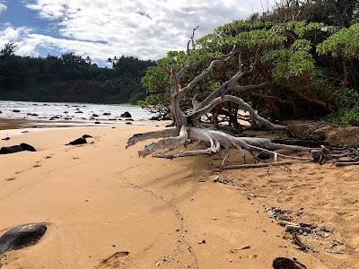 Sandee - Papaa Bay Beach