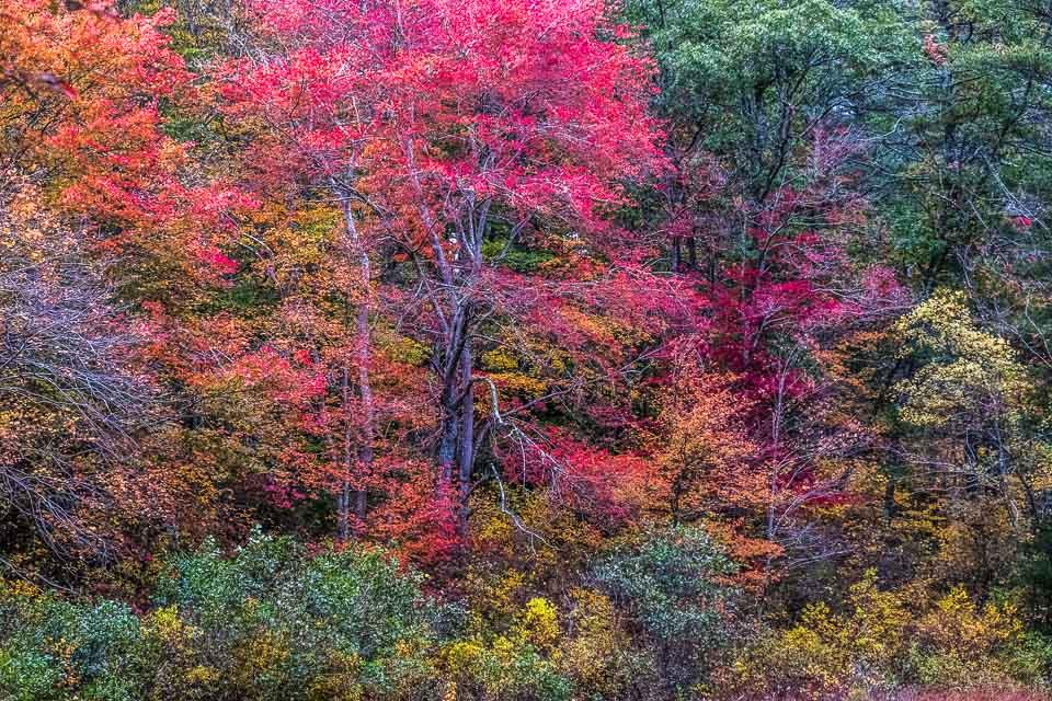 Sandee Westport Land Conservation Trust Photo