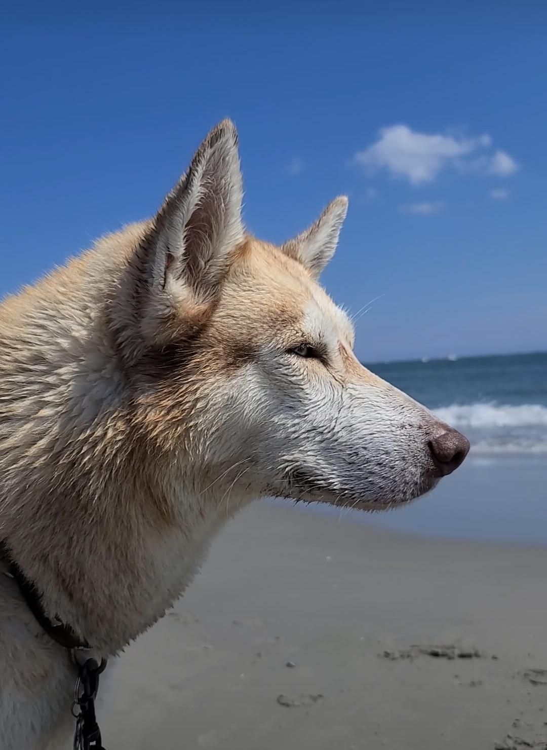 Sandee - Longport Dog Beach