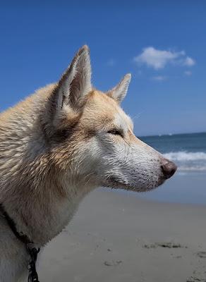 Sandee - Longport Dog Beach