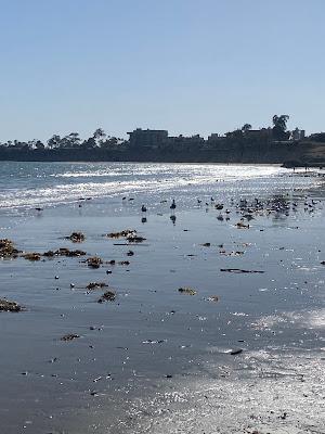 Sandee - Campus Point Beach