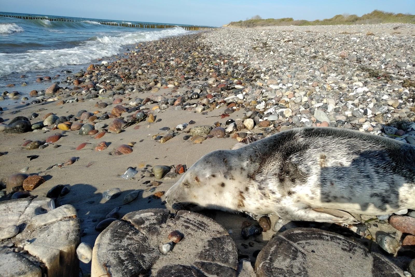 Sandee Hundebadestrand Borgerende