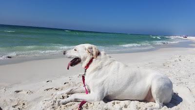 Sandee - Pensacola Dog Beach West