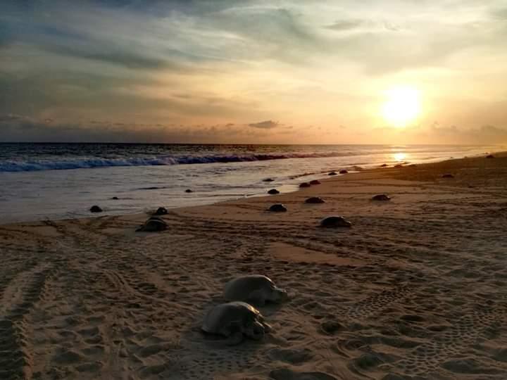Sandee Centro Ecoturistico La Escobilla