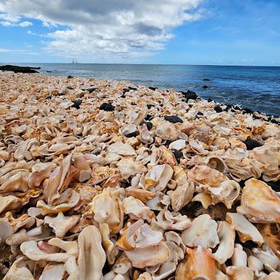 Sandee - Shell Cemetery Beach