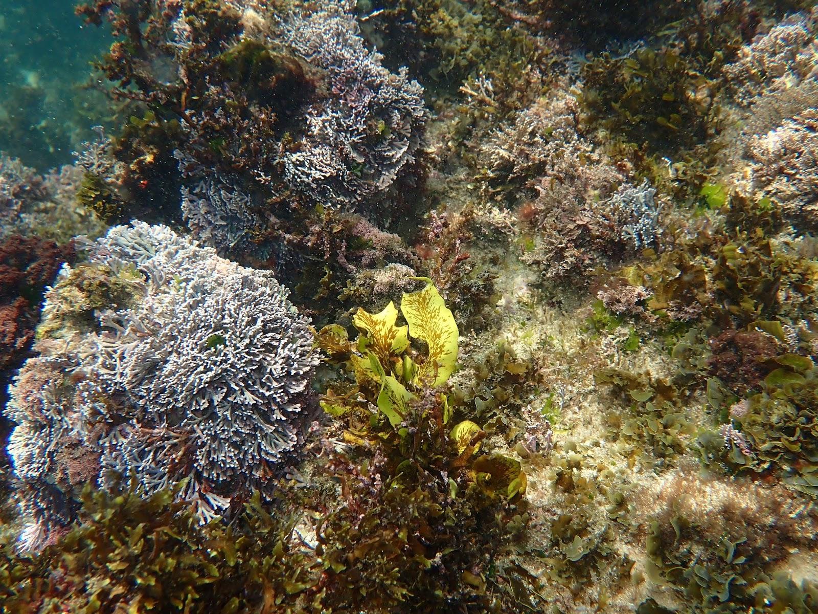 Sandee Nimbin Beach Photo