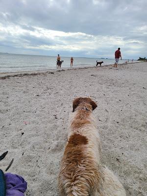 Sandee - Fort Desoto Dog Park Beach