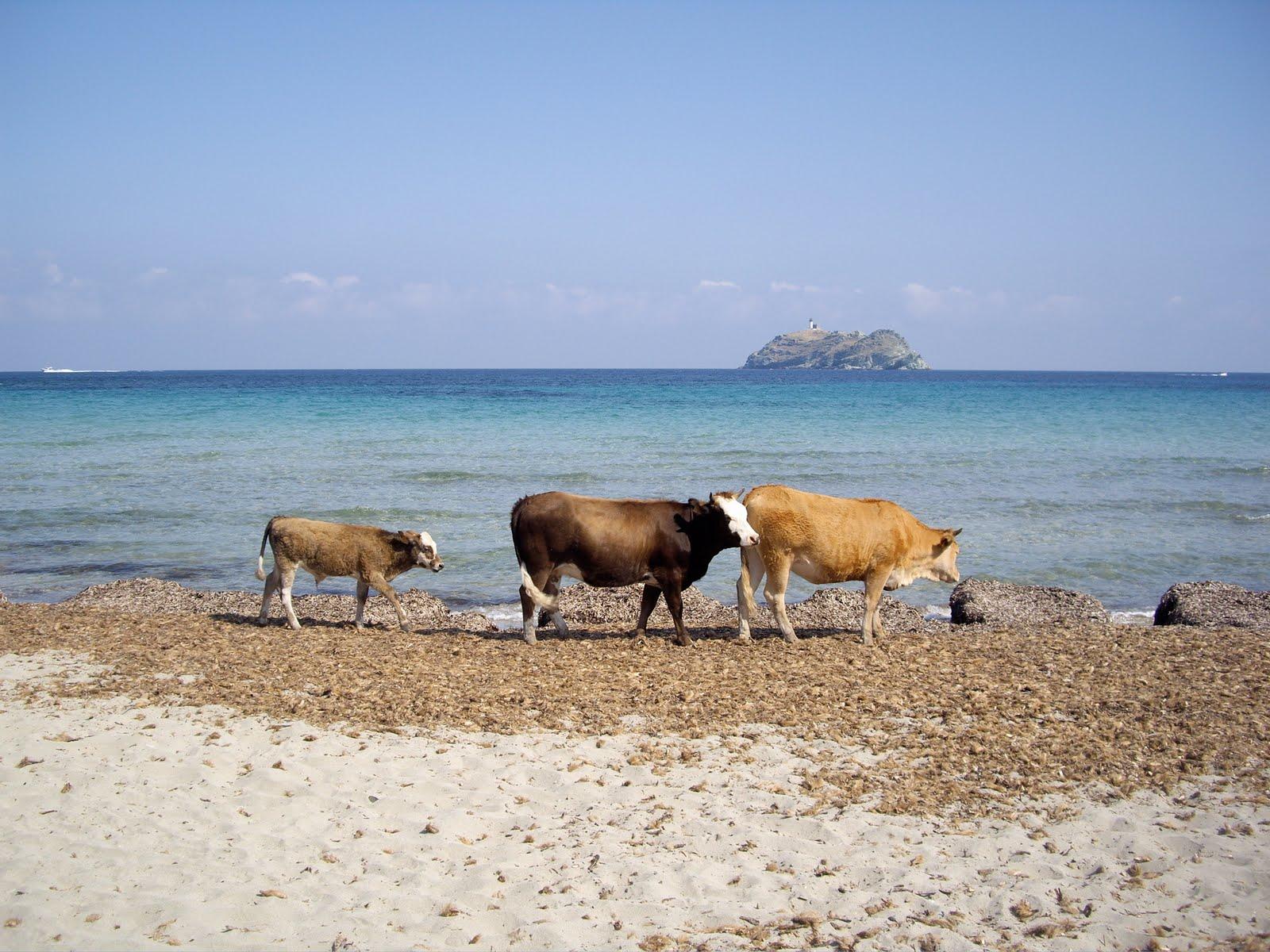 Sandee - Barcaggio Beach