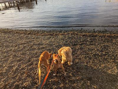 Sandee - Yarrow Point Beach Park