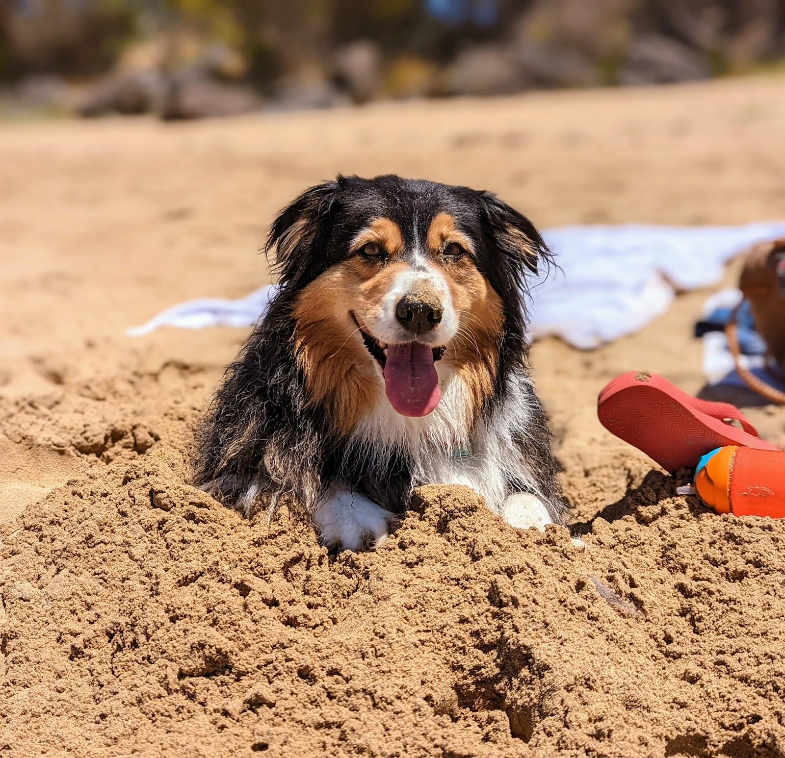 Sandee Lorne Dog Beach