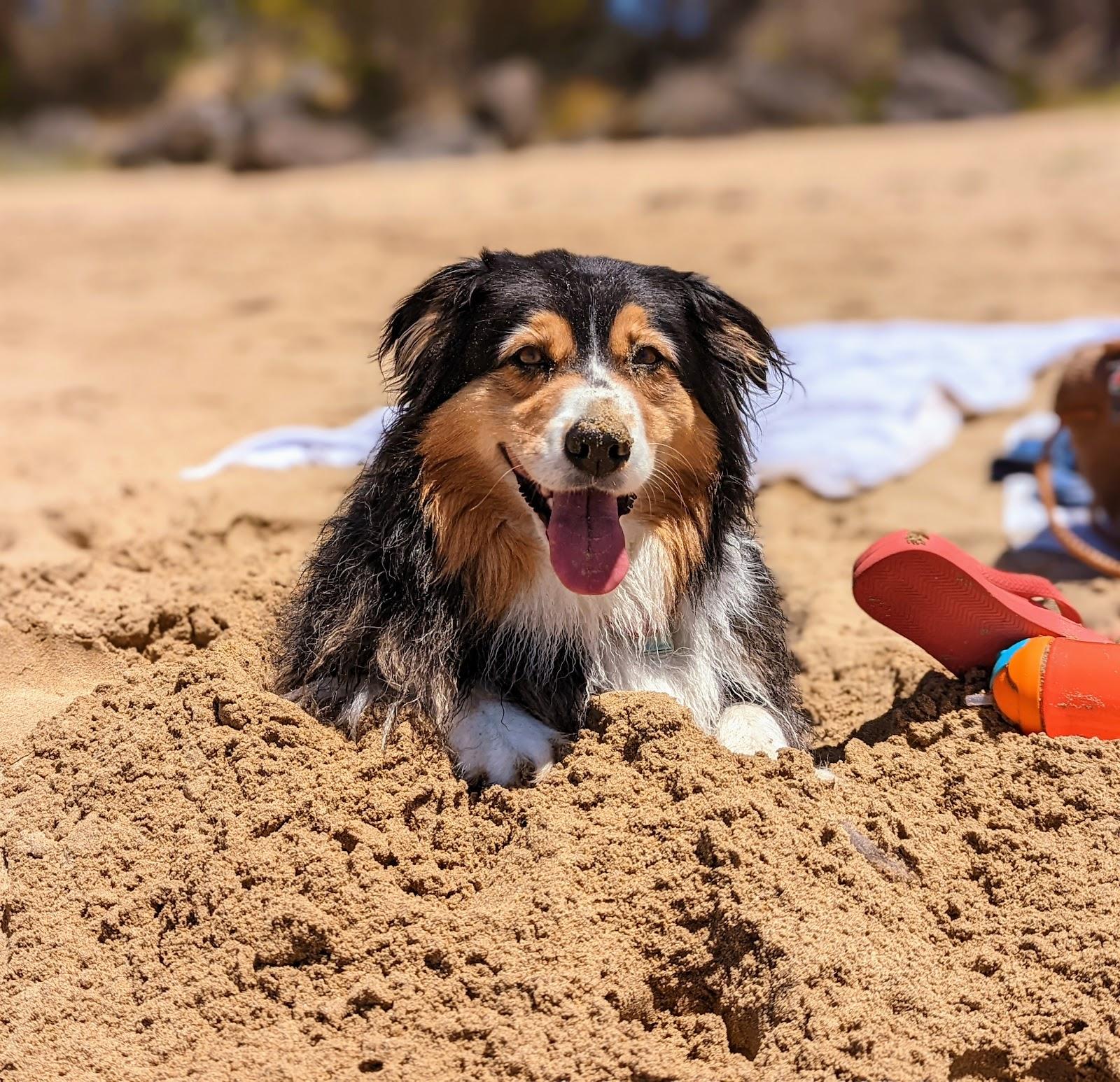 Sandee Lorne Dog Beach Photo