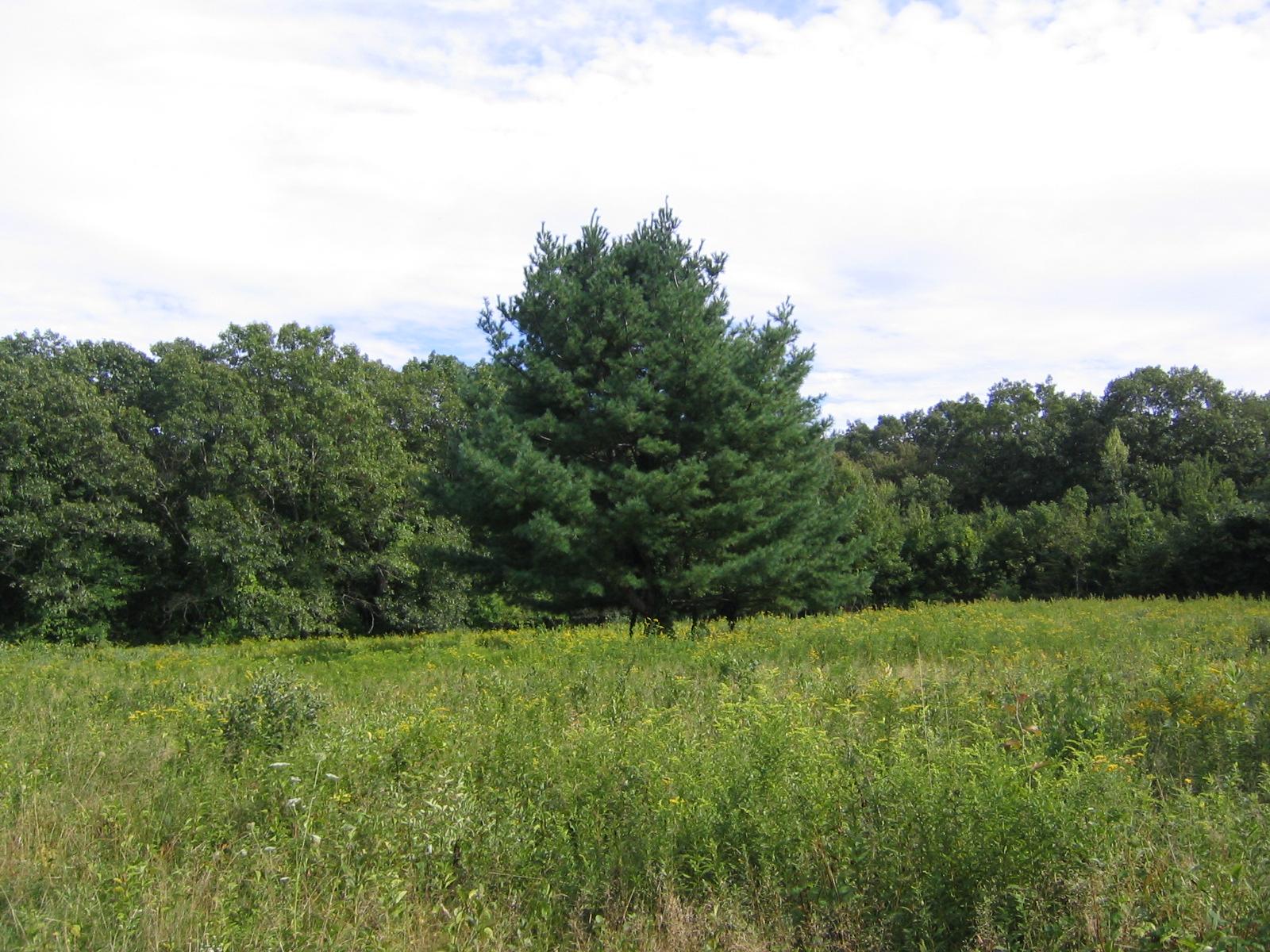 Sandee Moses Smith Creek Photo