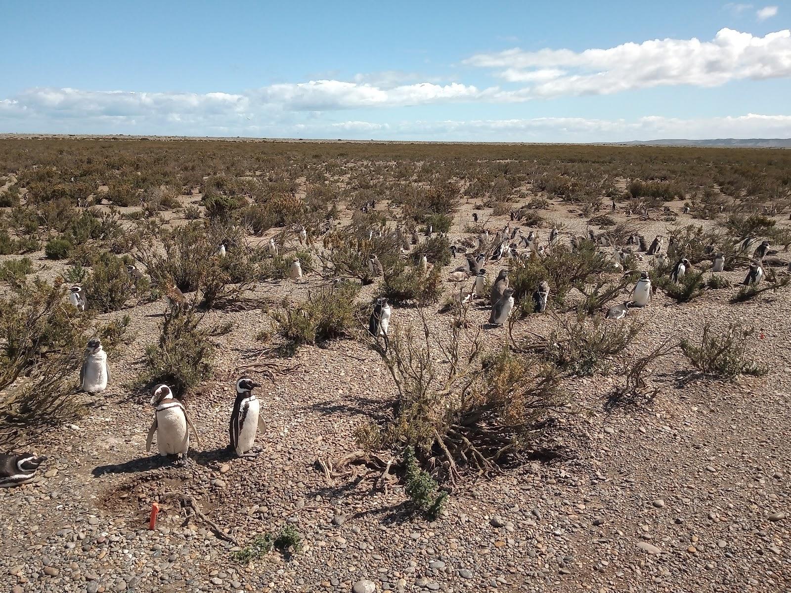 Sandee Mirador Pinguinera Cabo Virgenes