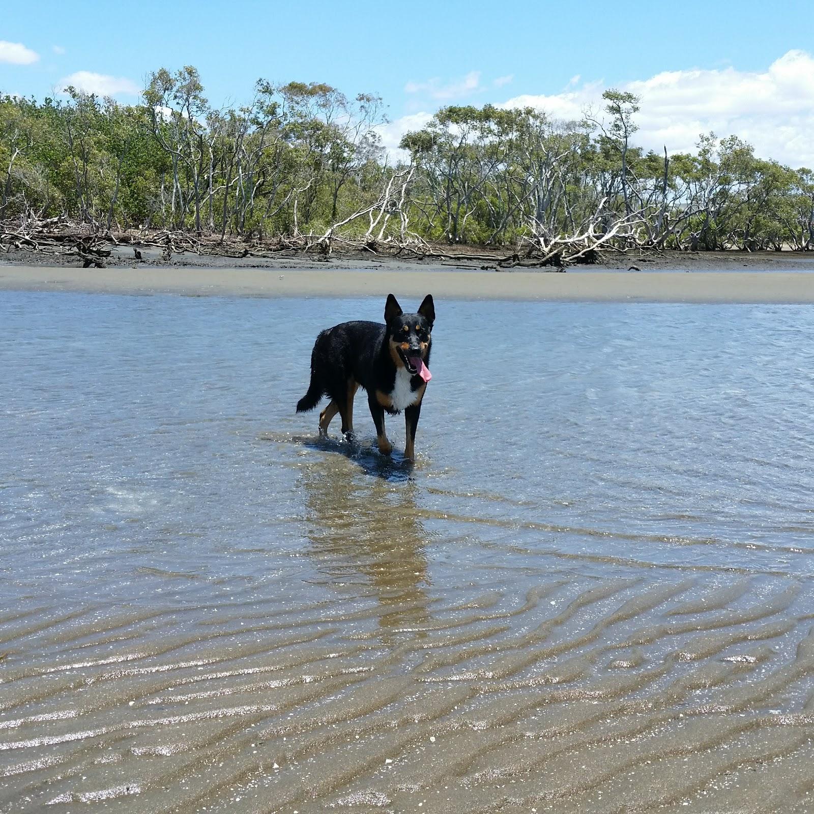 Sandee Nudgee Beach Dog Park Photo