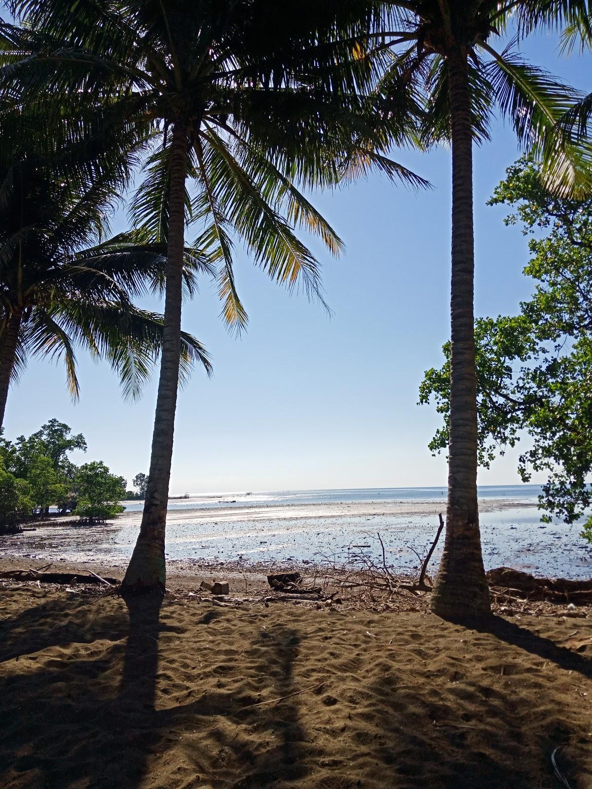 Sandee Wisata Pantai Mangrove Ampallas