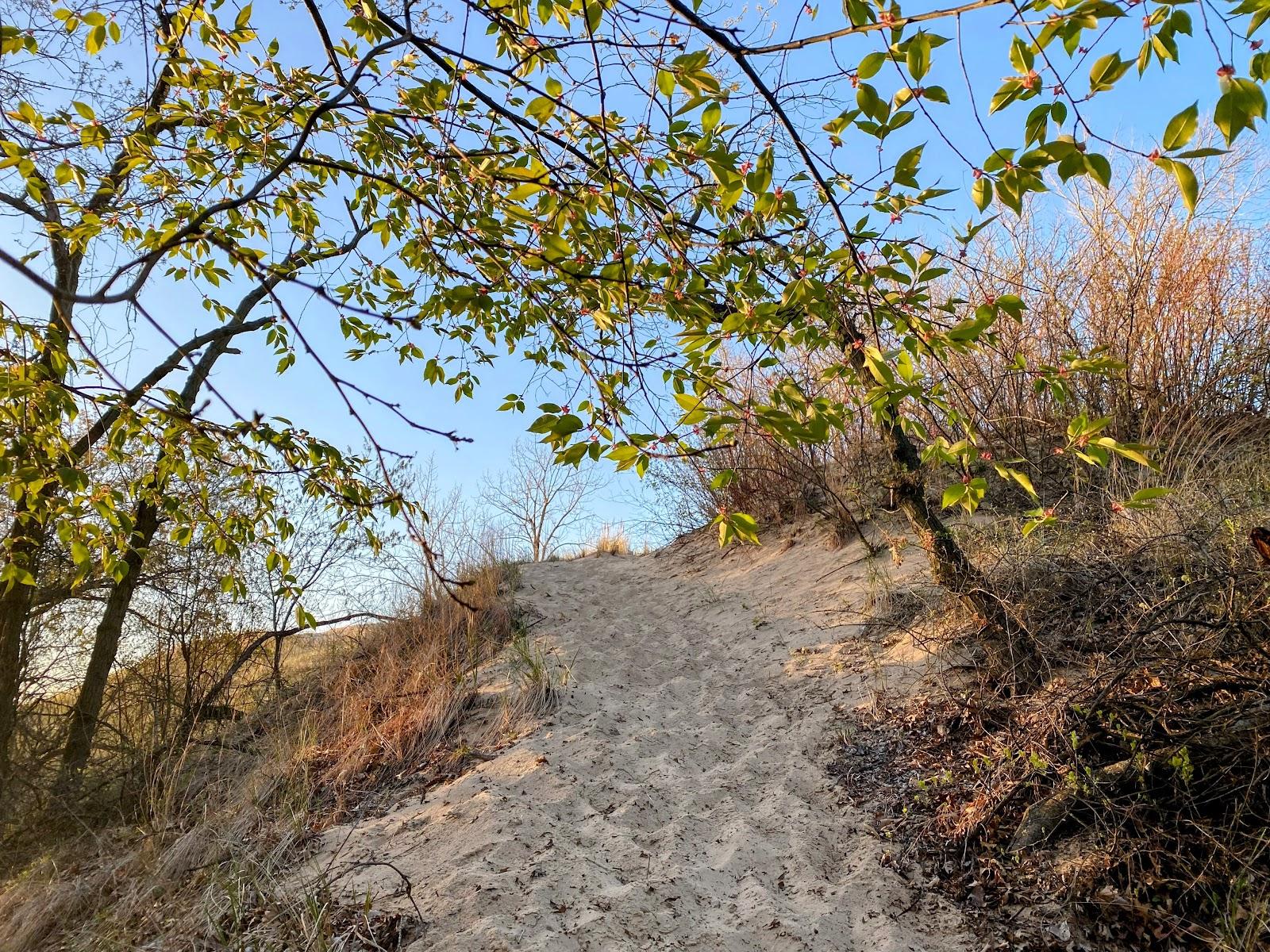 Sandee Indiana Dunes National Park Mount Baldy