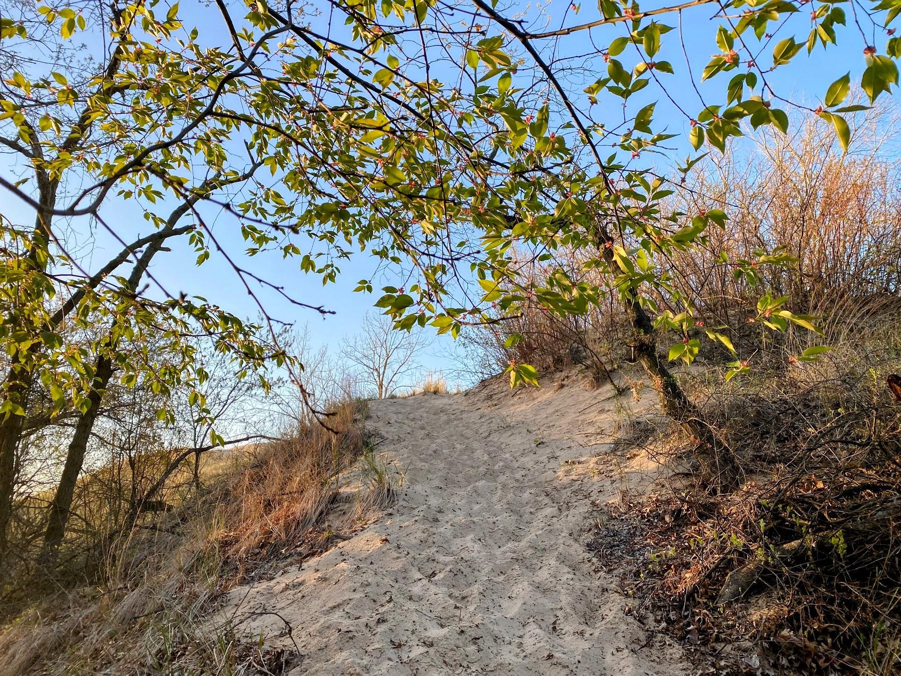 Sandee Indiana Dunes National Park Mount Baldy Photo