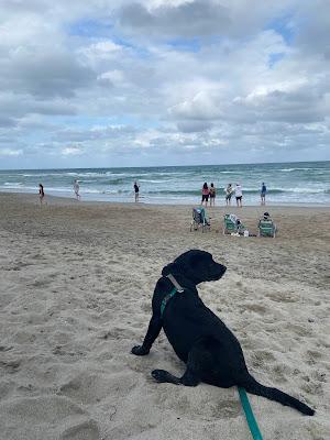 Sandee - Hollywood Dog Beach