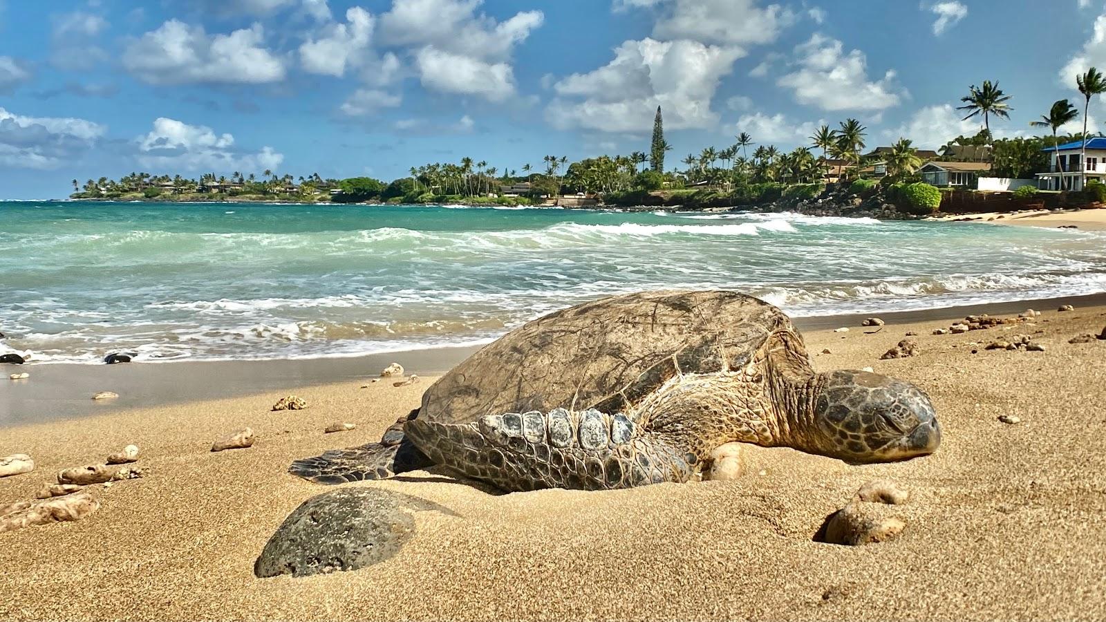 Sandee - Kuau Bay