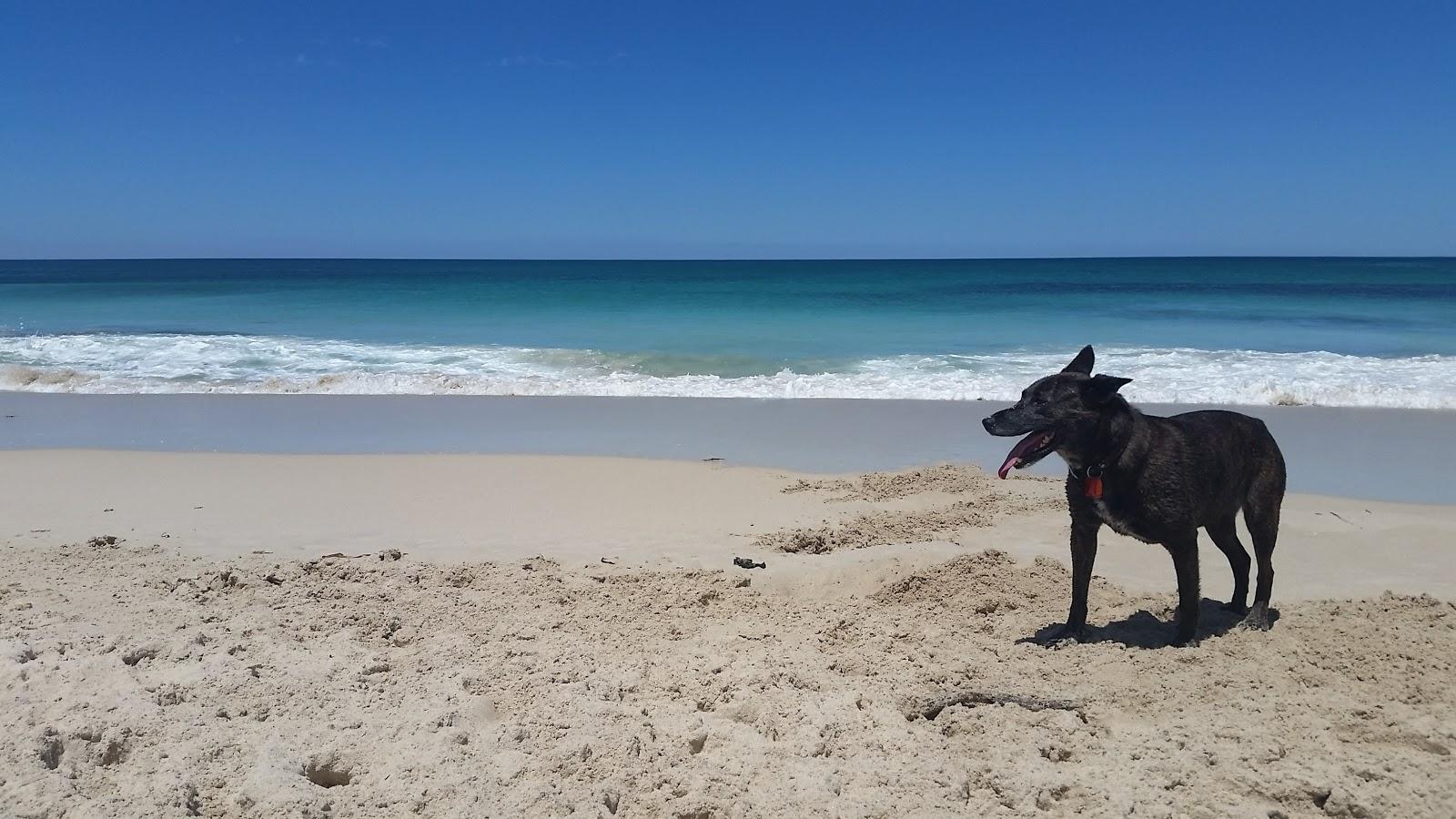 Sandee Yanchep Dog Beach