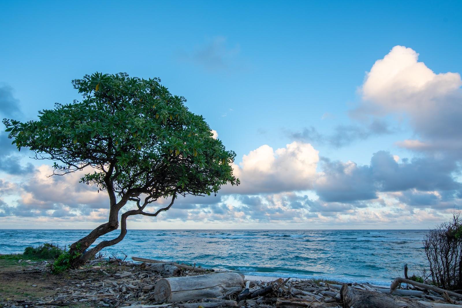 Sandee - Lydgate Beach Park