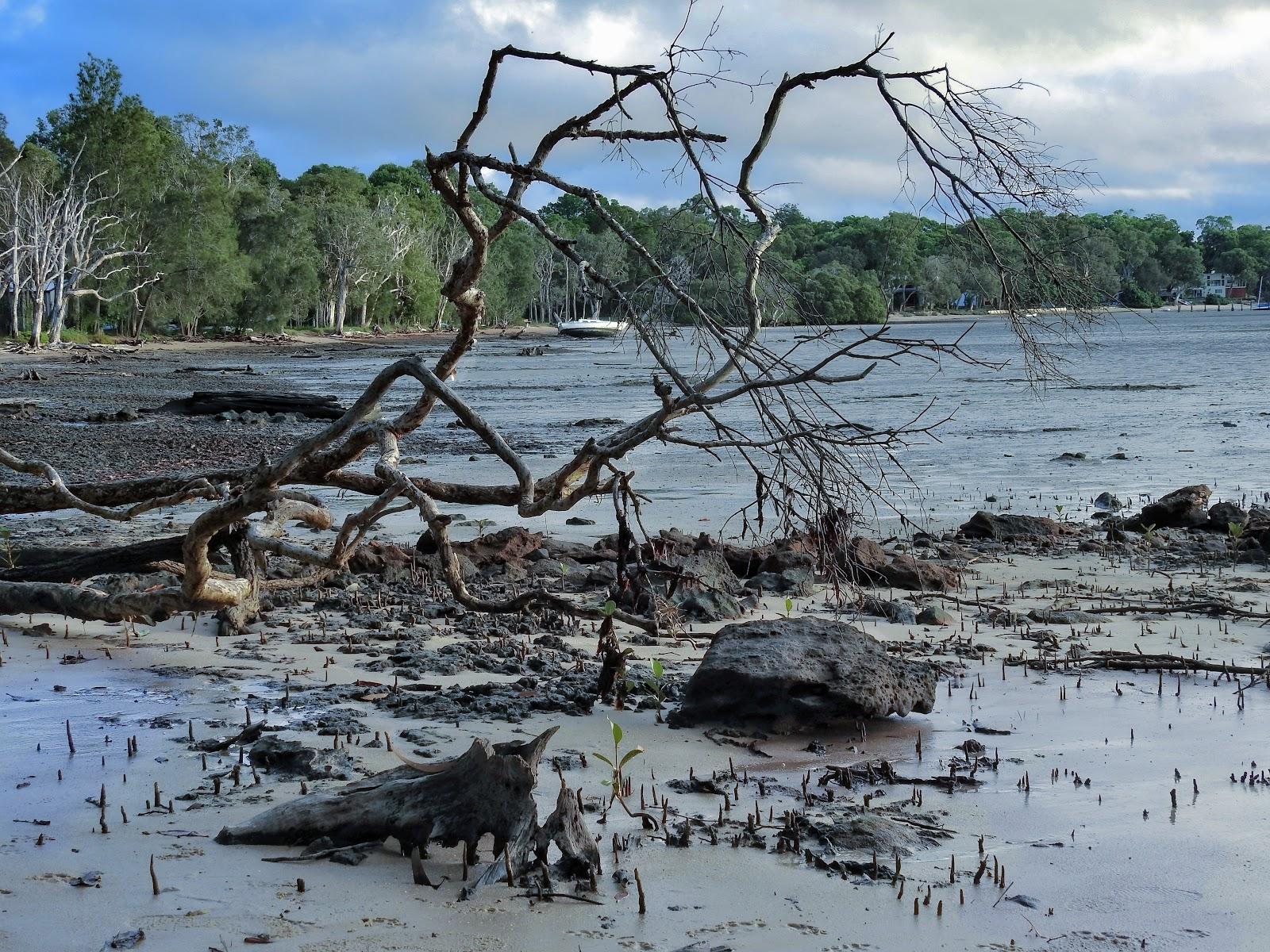 Sandee Sandpiper Beach Photo