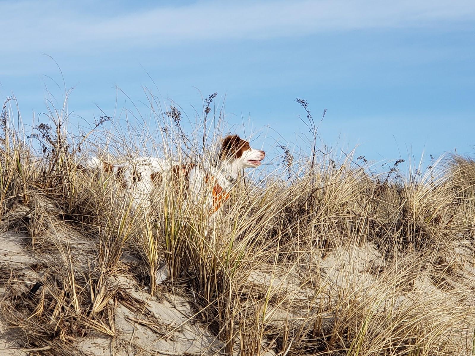 Sandee Peckham Beach Photo