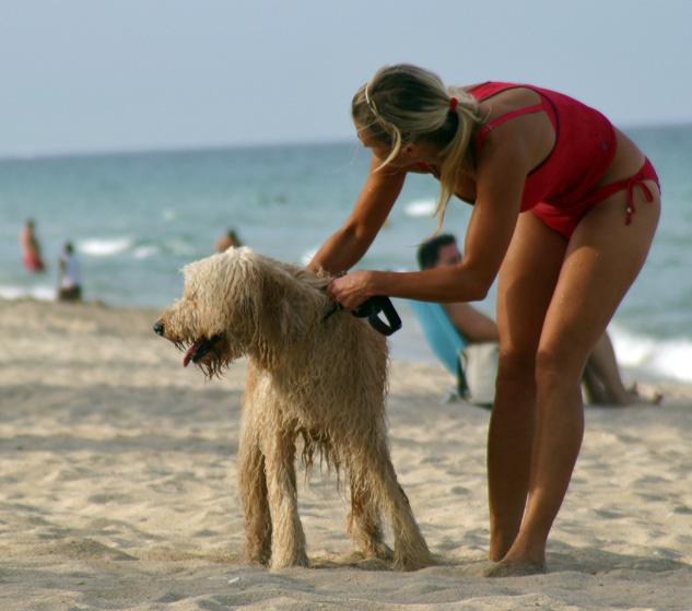 Sandee - Fort Lauderdale Dog Beach