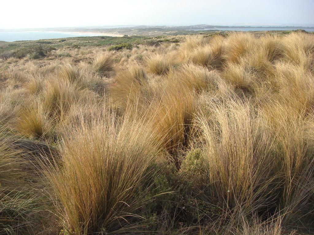 Sandee - Cape Woolamai North