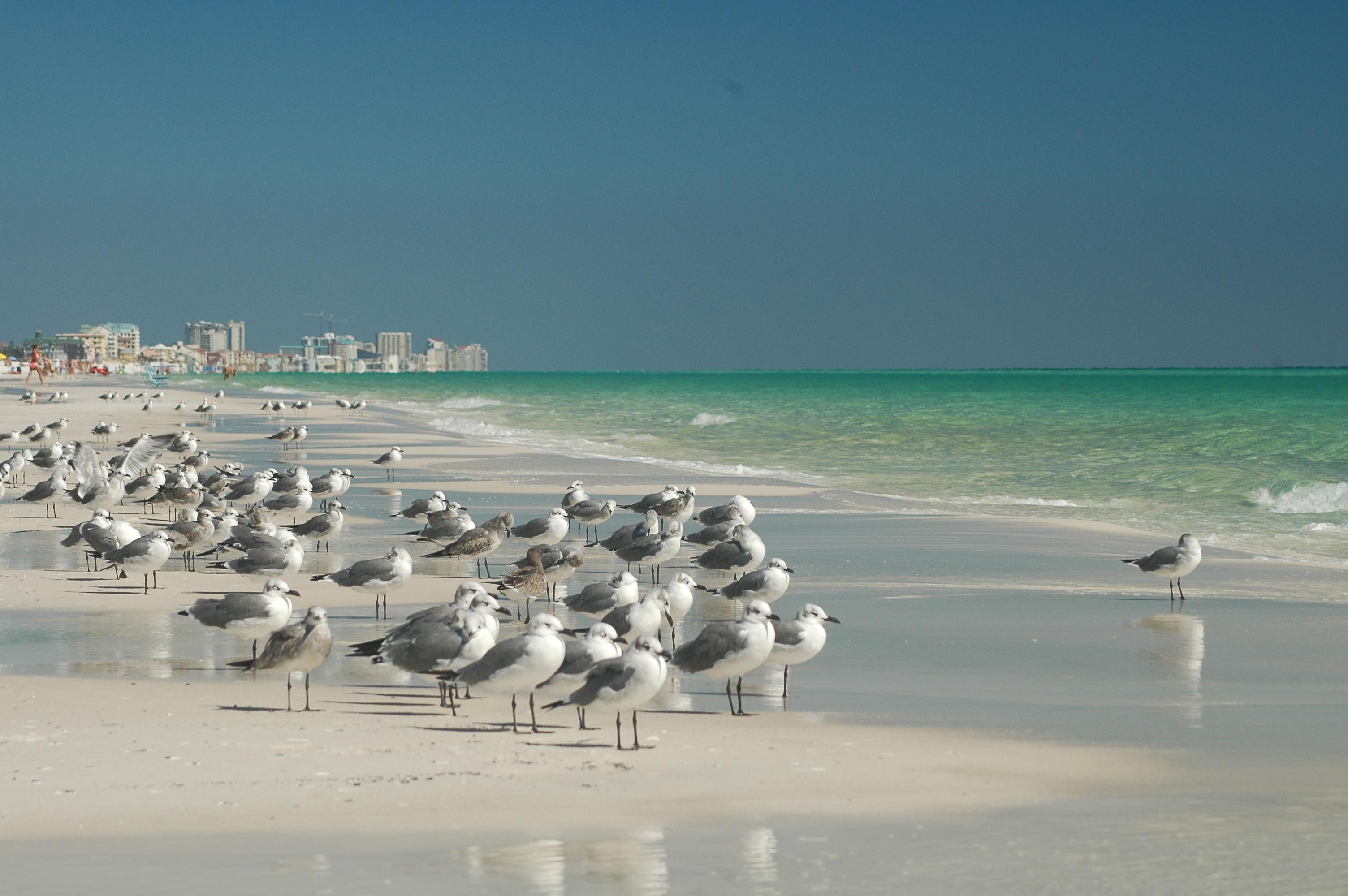 Sandee - Destin Beach