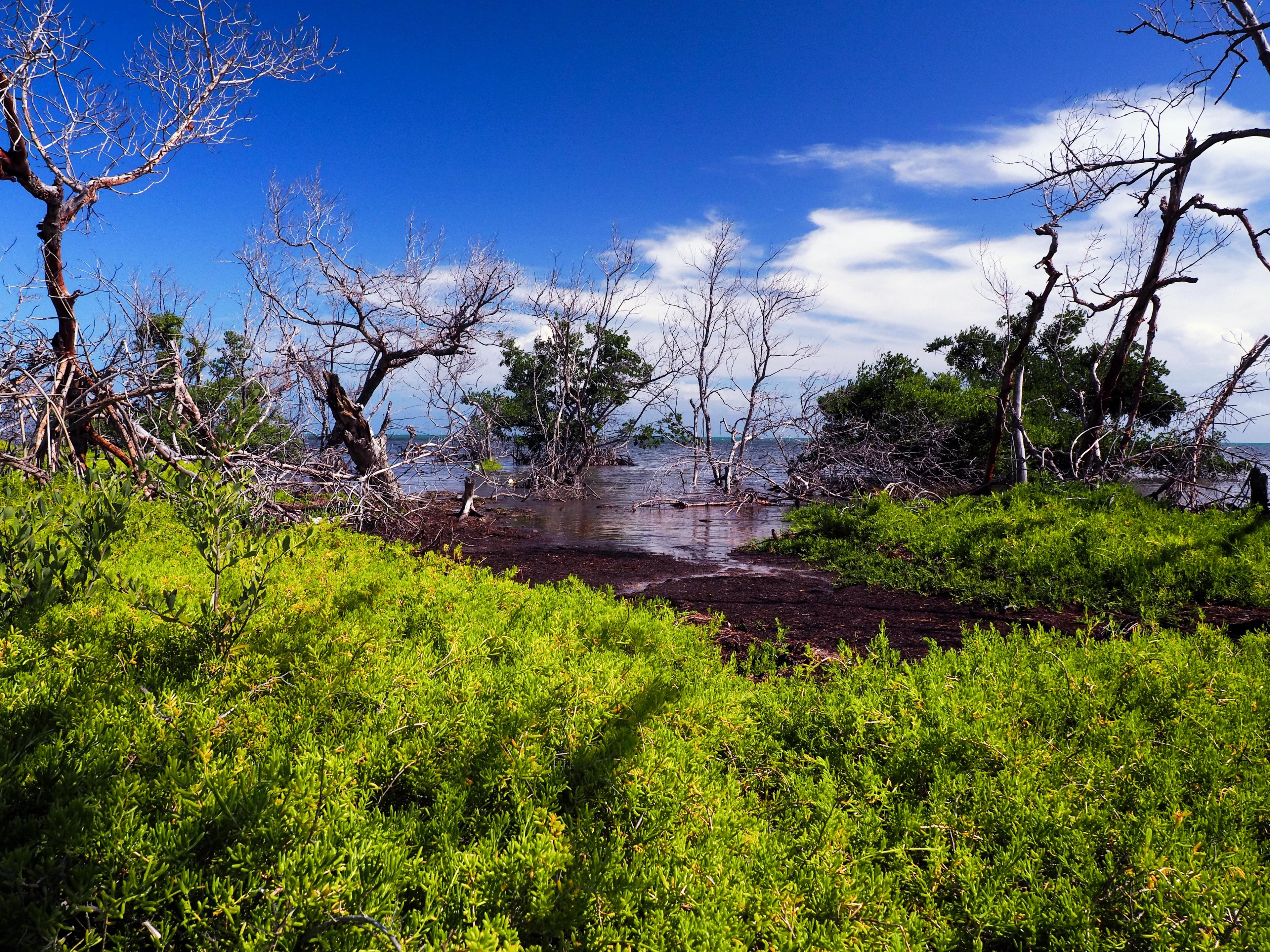 Sandee - Coupon Bight Aquatic Preserve