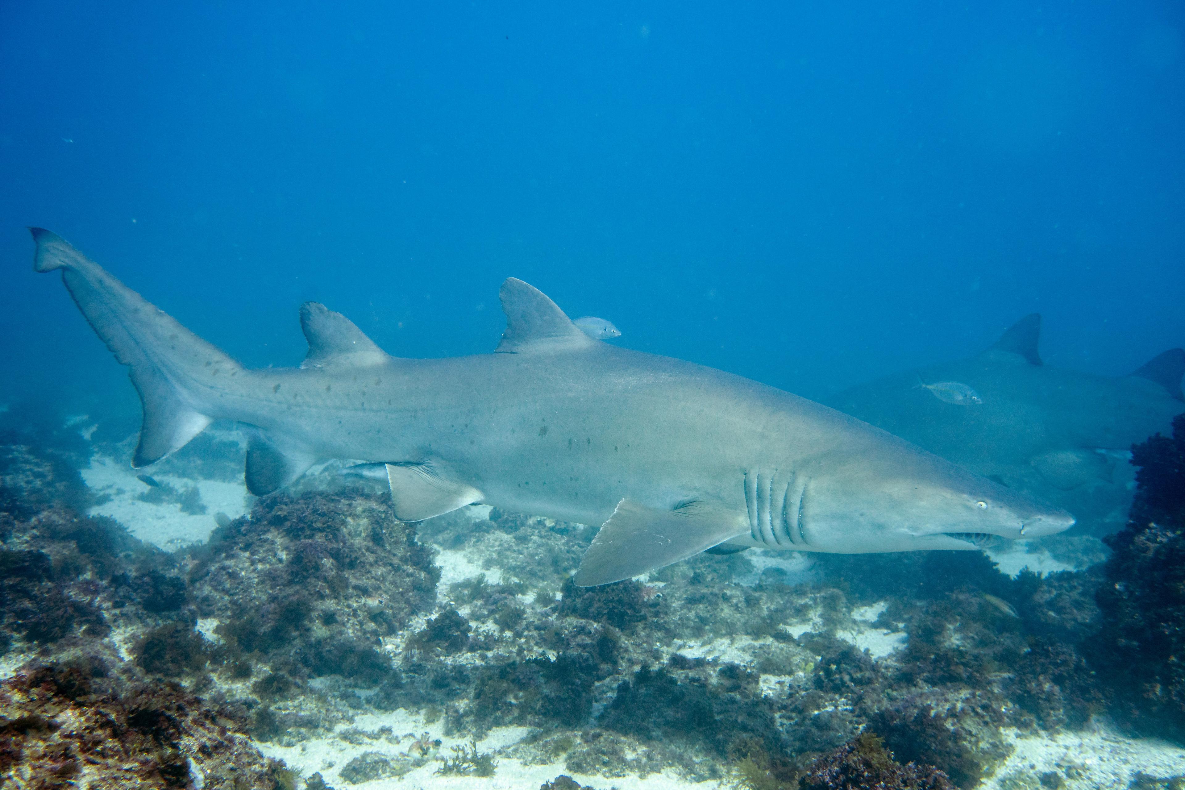 Sandee Grey Nurse Shark