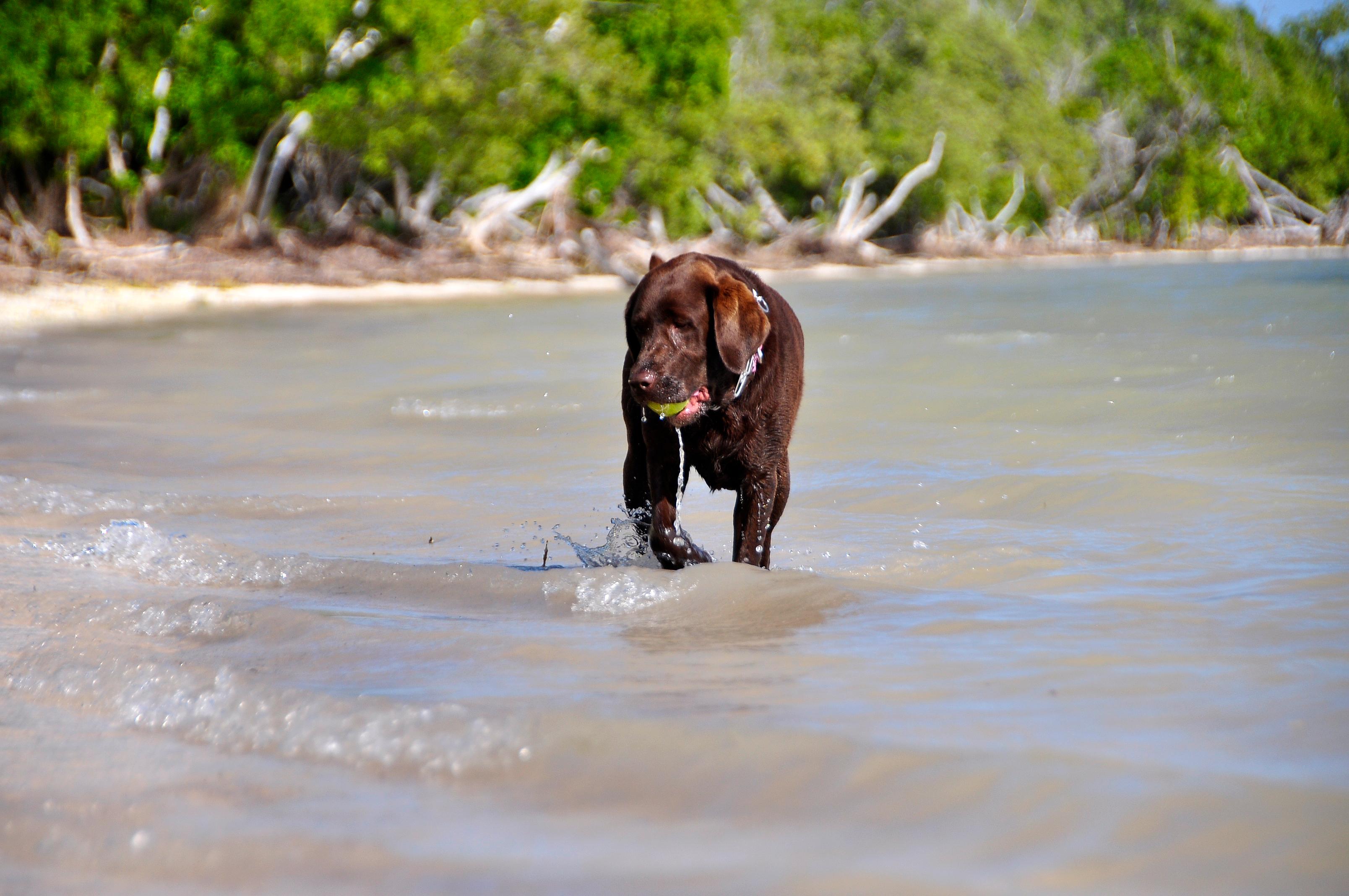 Sandee - Coco Plum Beach