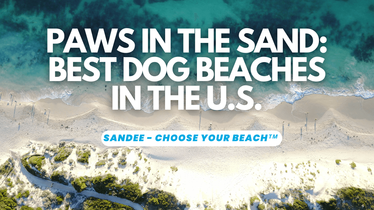 Sandee - Blog / Sandy Paws and Salty Snouts: The Ultimate Guide to the Best Dog Beaches in the U.S.