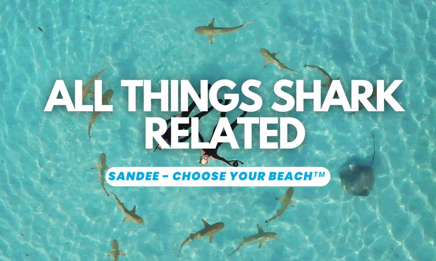 Sandee - Blog / All Types of Sharks, Which Are Dangerous, and How to Avoid Being Attacked