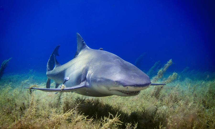 Sandee Shark Body Shapes: How Shark Species Differ Based on Their Form 