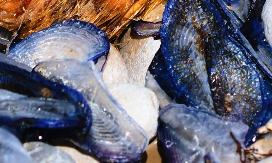 Sandee - Blog / Discover the Mysterious Velella Washing Ashore on California Beaches