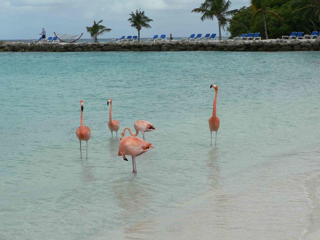 Sandee - Flamingo Island