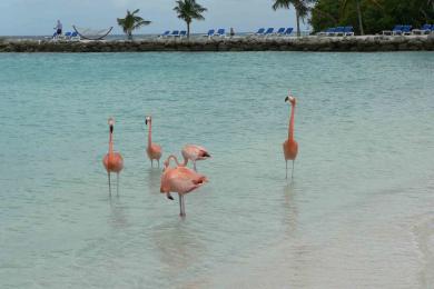 Sandee Flamingo Island Photo