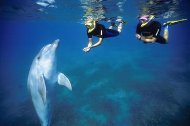 Sandee Dolphin Reef Beach Photo
