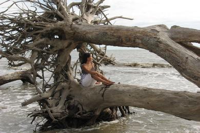 Sandee - Driftwood Beach