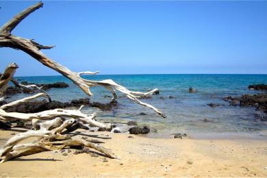 Sandee Driftwood Beach Photo
